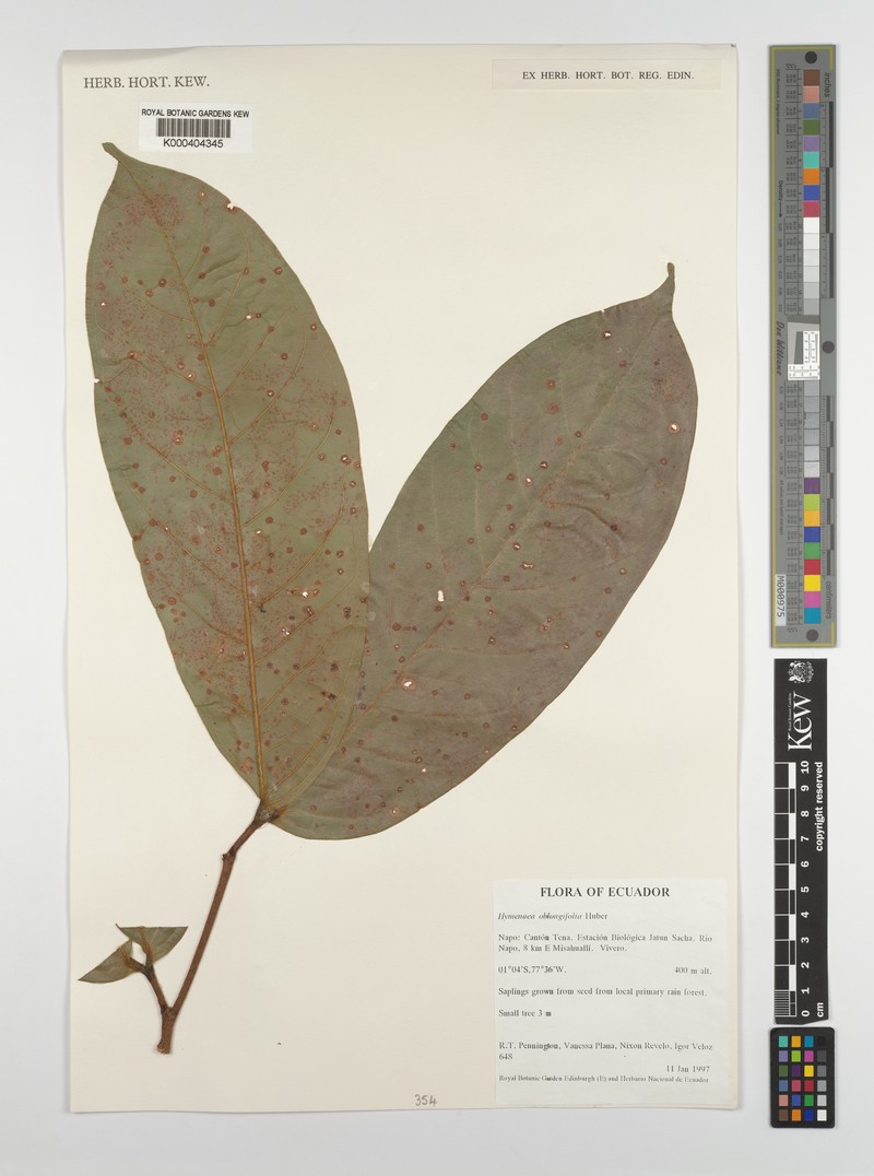 Hymenaea oblongifolia var. palustris photo 3