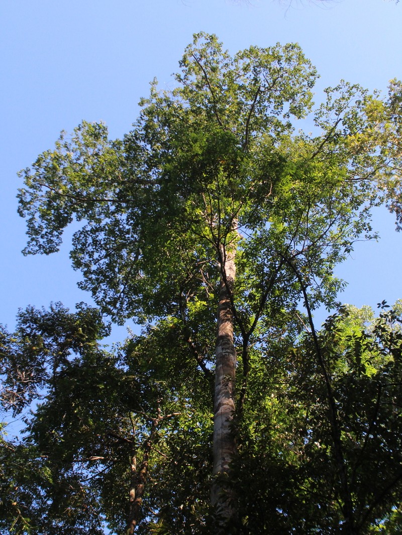 Hymenaea osanigraseminae