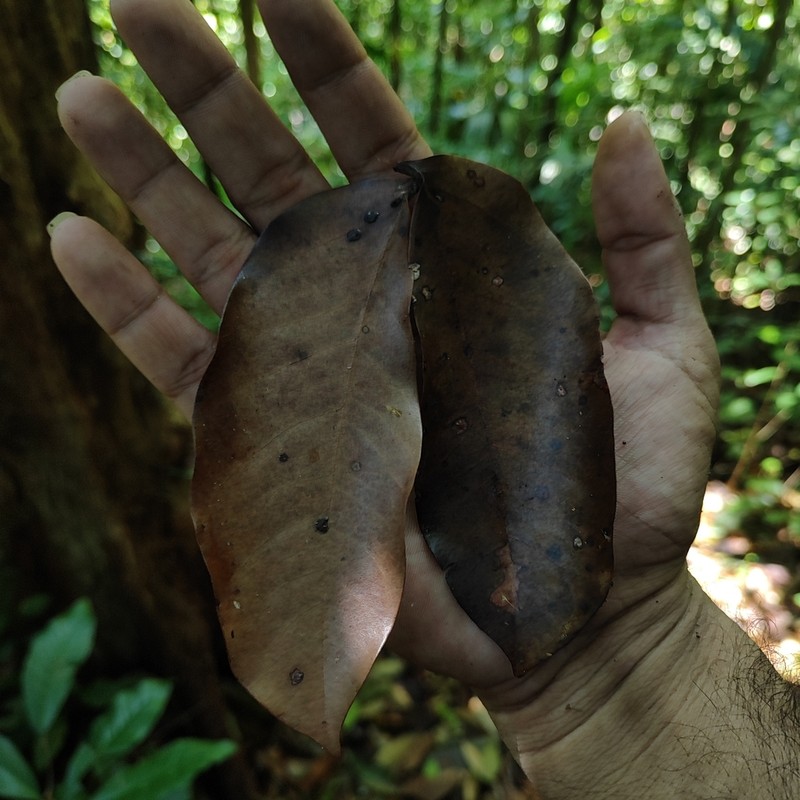 Hymenaea osanigraseminae photo 2