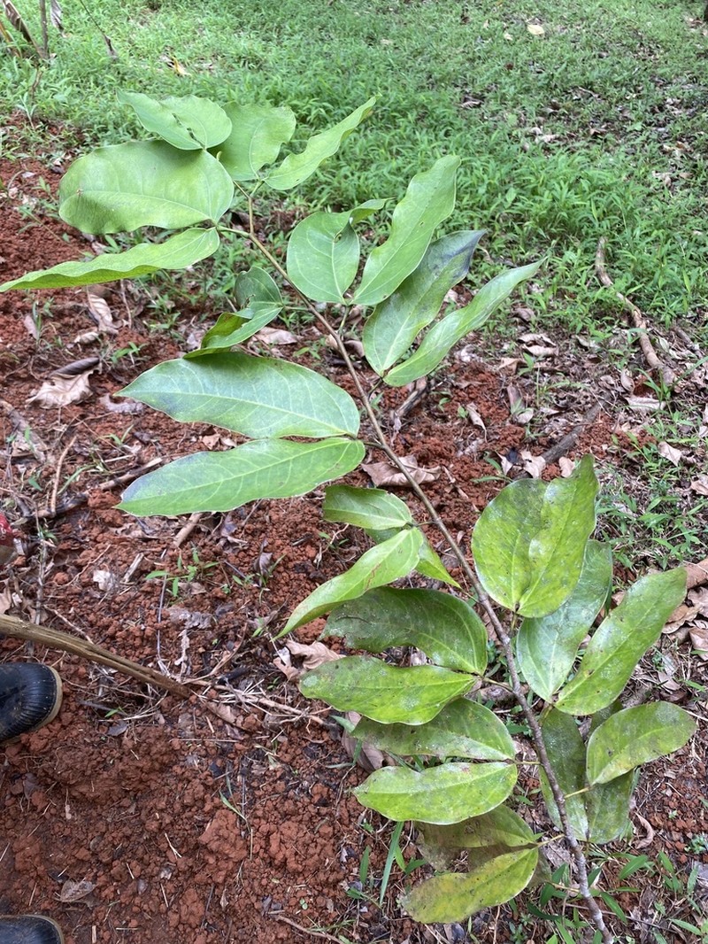 Hymenaea osanigraseminae photo 3