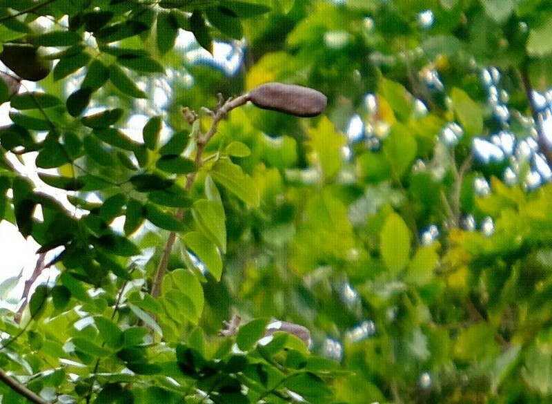 Hymenaea osanigraseminae photo 4