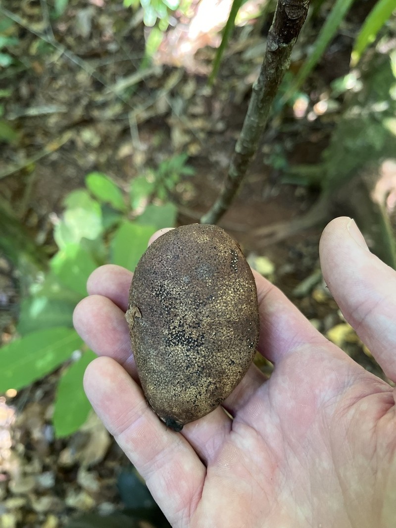 Hymenaea osanigraseminae photo 5