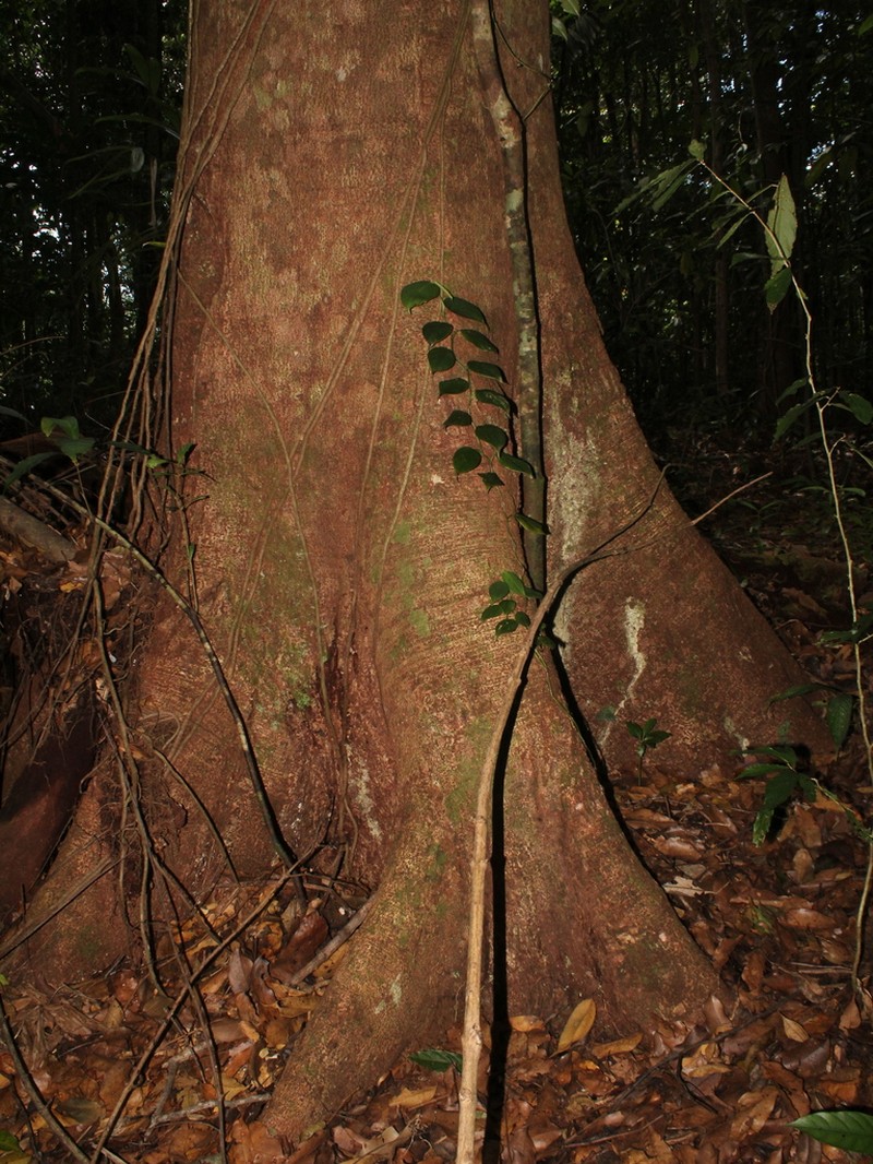 Hymenaea osanigraseminae photo 6