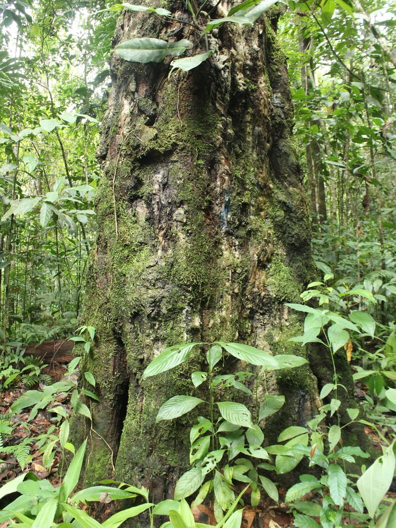 Hymenaea osanigraseminae photo 7