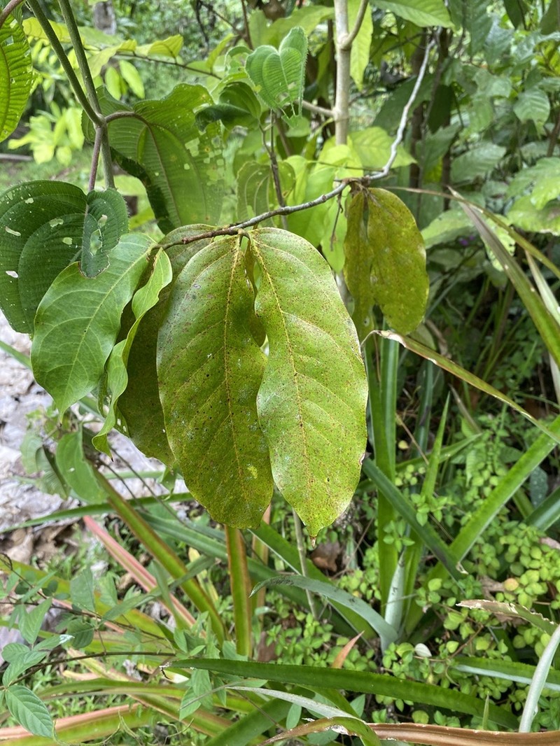 Hymenaea osanigraseminae photo 8