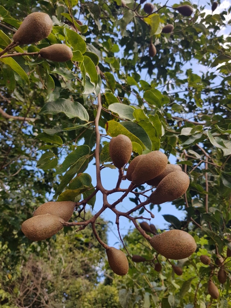 Hymenaea parvifolia