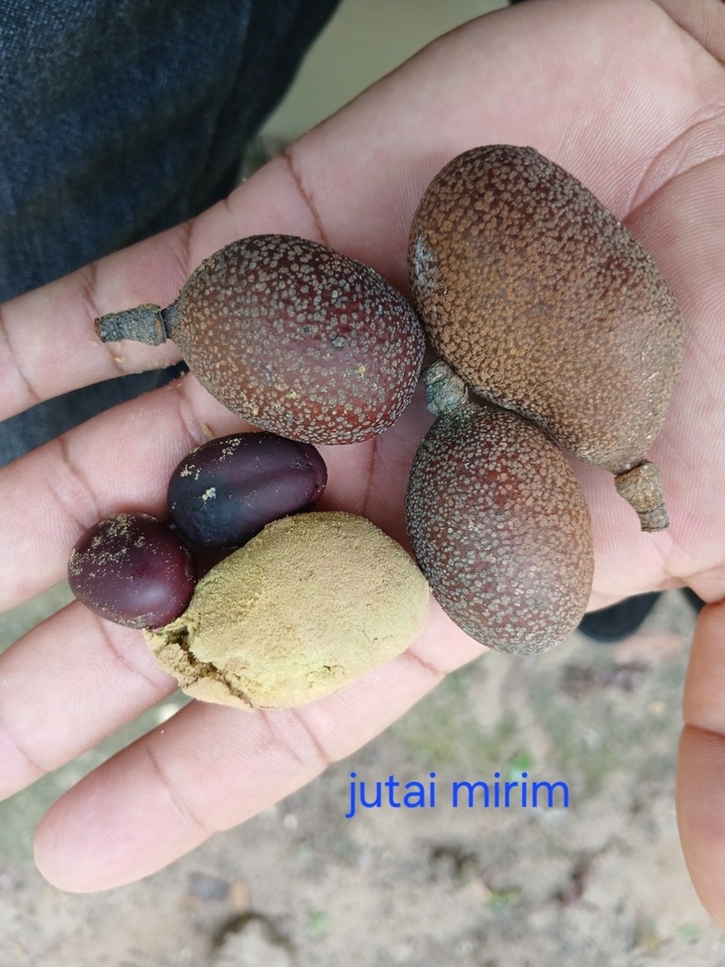 Hymenaea parvifolia photo 2