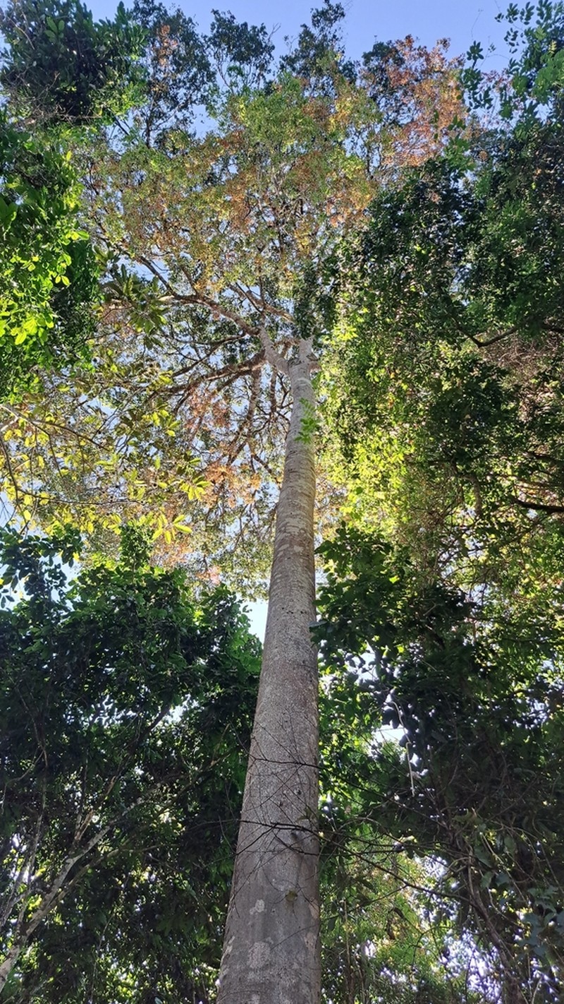 Hymenaea parvifolia photo 3