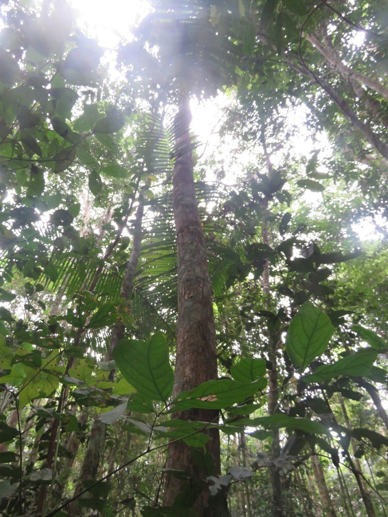 Hymenaea parvifolia photo 4