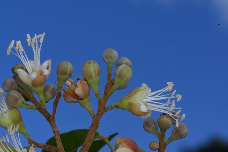 Hymenaea parvifolia photo 6