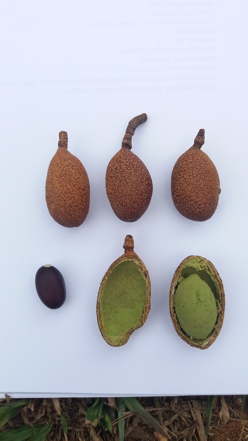 Hymenaea parvifolia photo 7