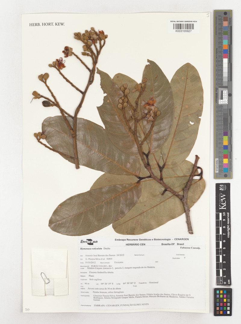 Hymenaea reticulata
