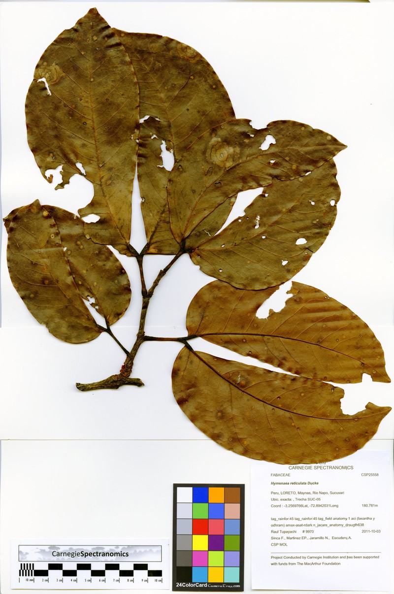 Hymenaea reticulata photo 2