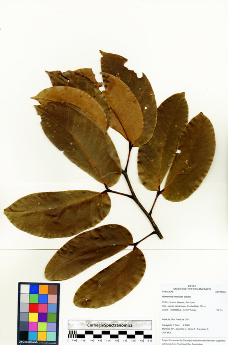 Hymenaea reticulata photo 3