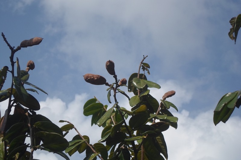 Hymenaea rubriflora