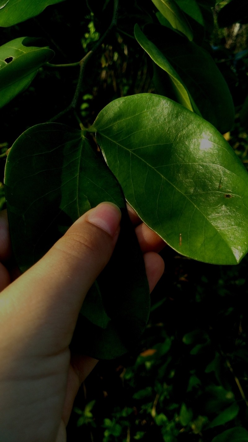 Hymenaea rubriflora photo 2