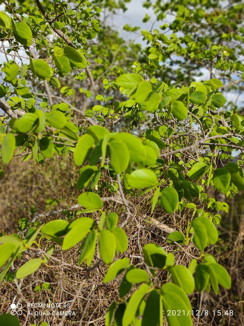 Hymenaea rubriflora photo 3