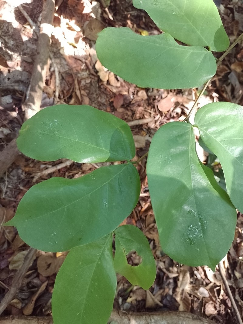Hymenaea rubriflora photo 4