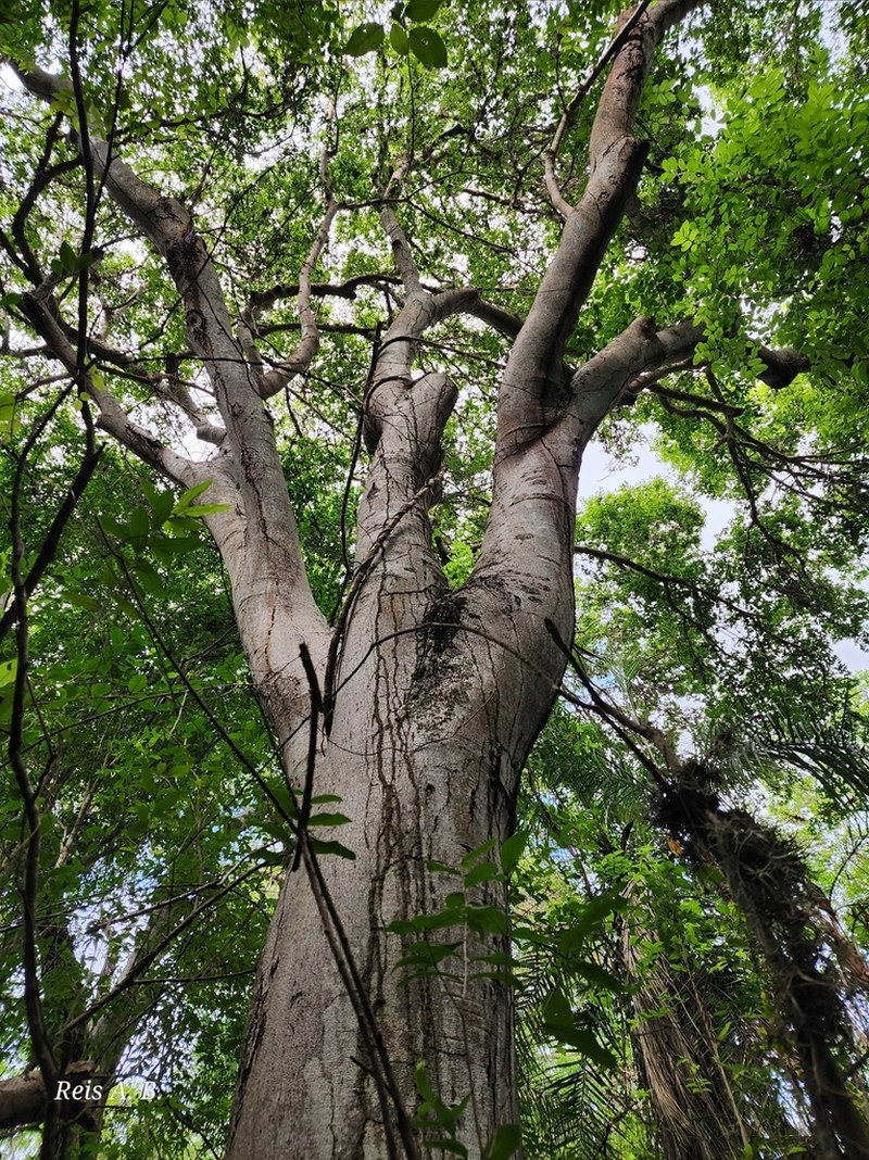 Hymenaea rubriflora photo 5