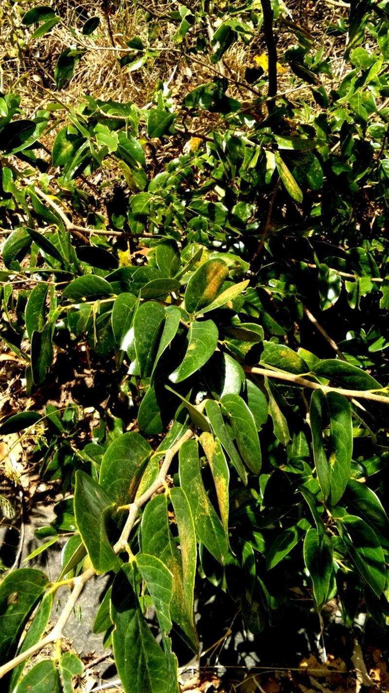 Hymenaea rubriflora photo 7