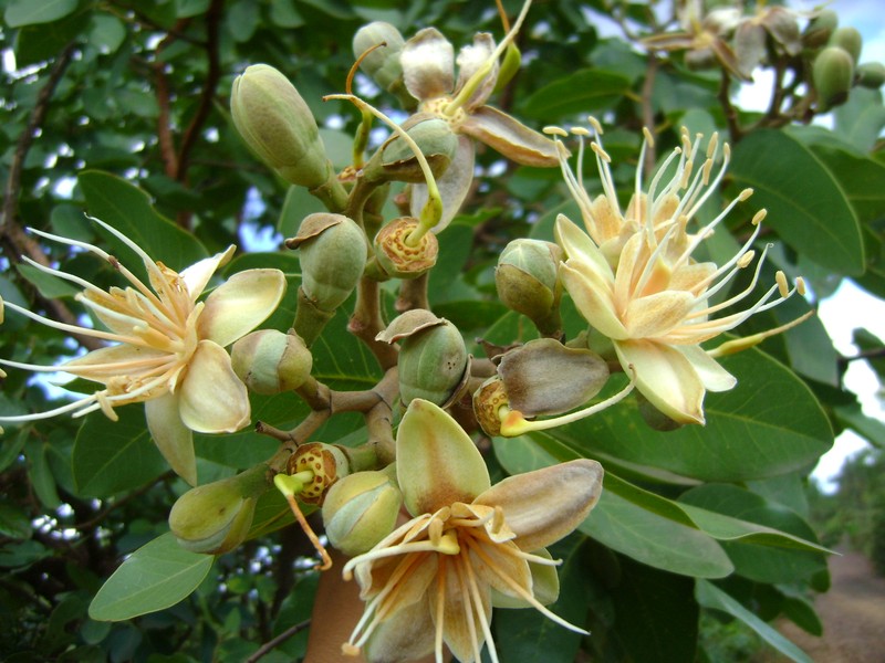 Hymenaea stigonocarpa