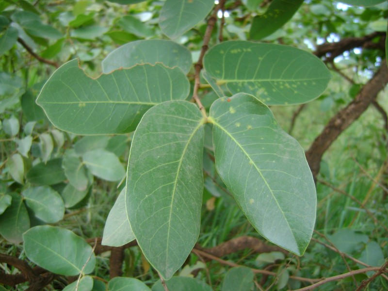 Hymenaea stigonocarpa photo 2