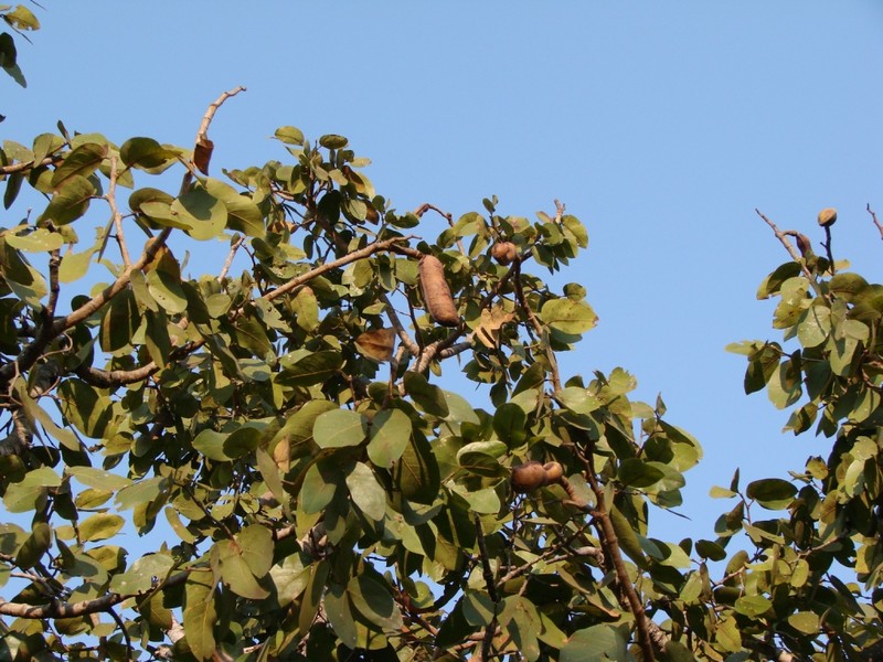 Hymenaea stigonocarpa photo 3