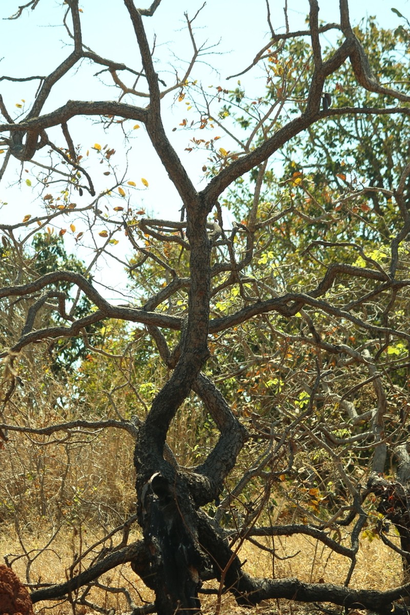 Hymenaea stigonocarpa photo 4