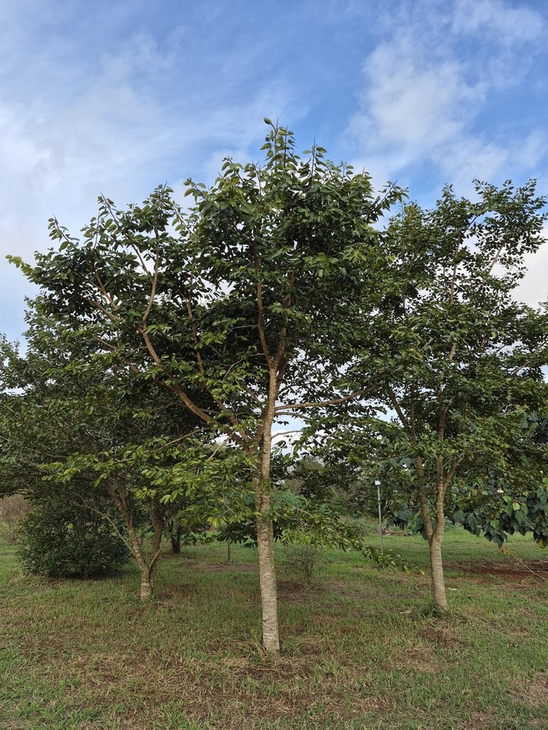 Hymenaea stigonocarpa photo 5