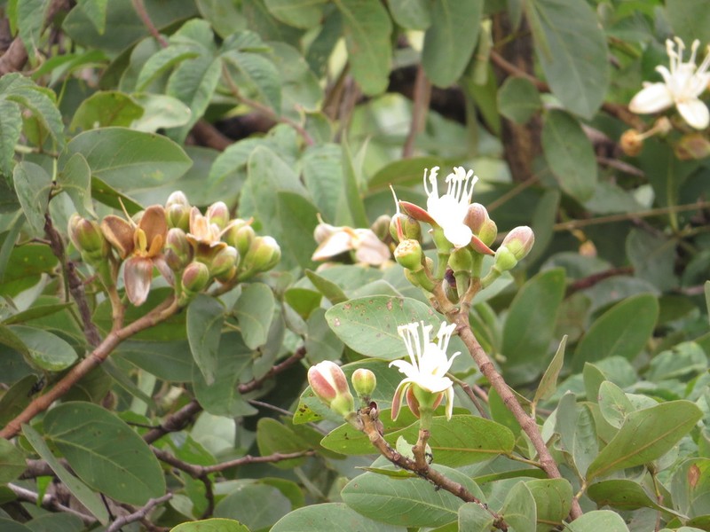 Hymenaea stigonocarpa photo 6