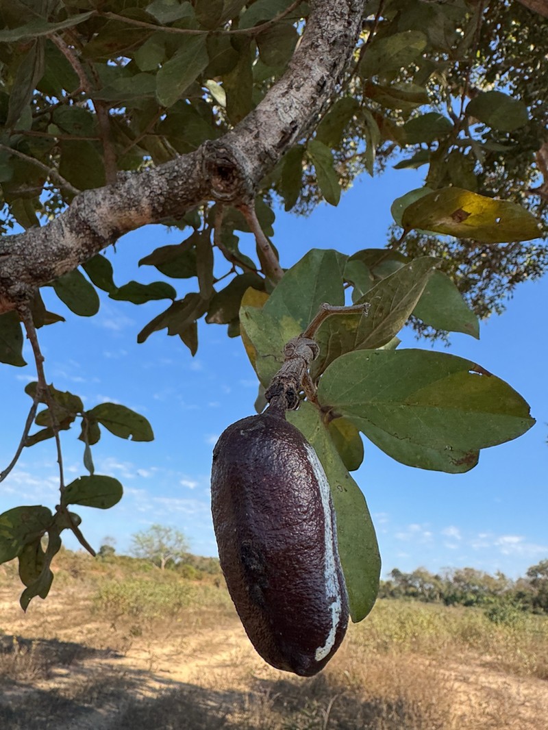 Hymenaea stigonocarpa photo 7