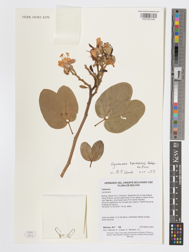 Hymenaea travassosii