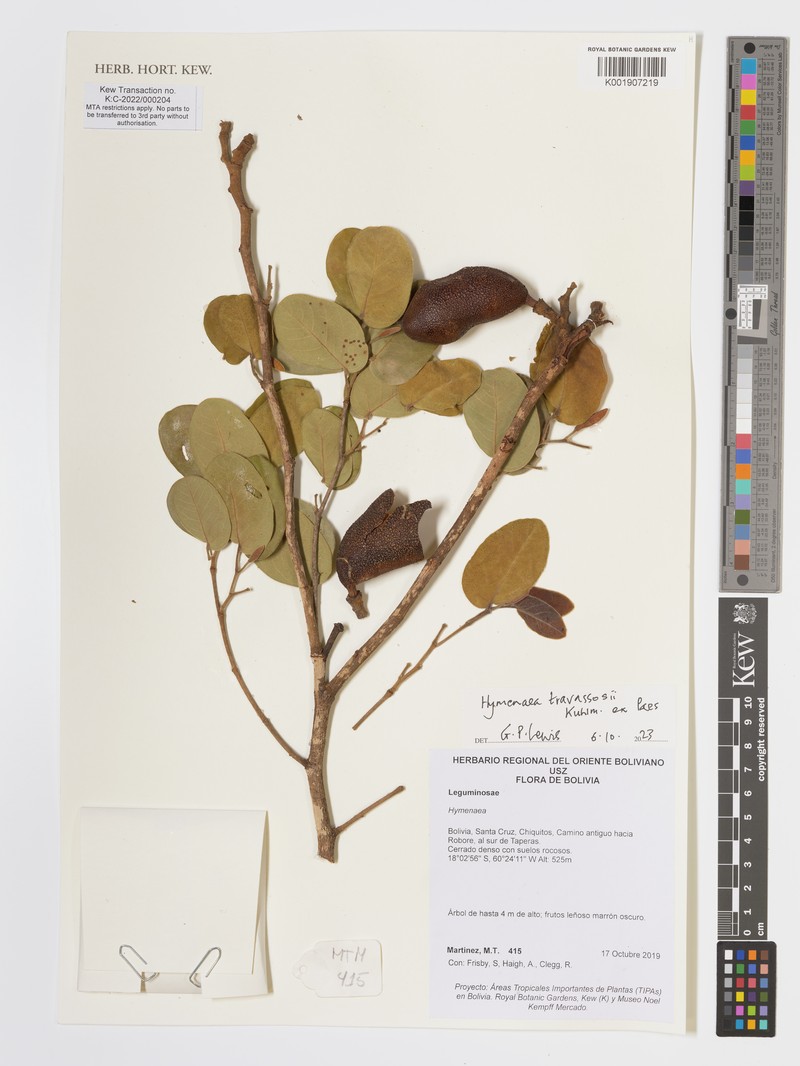 Hymenaea travassosii photo 2