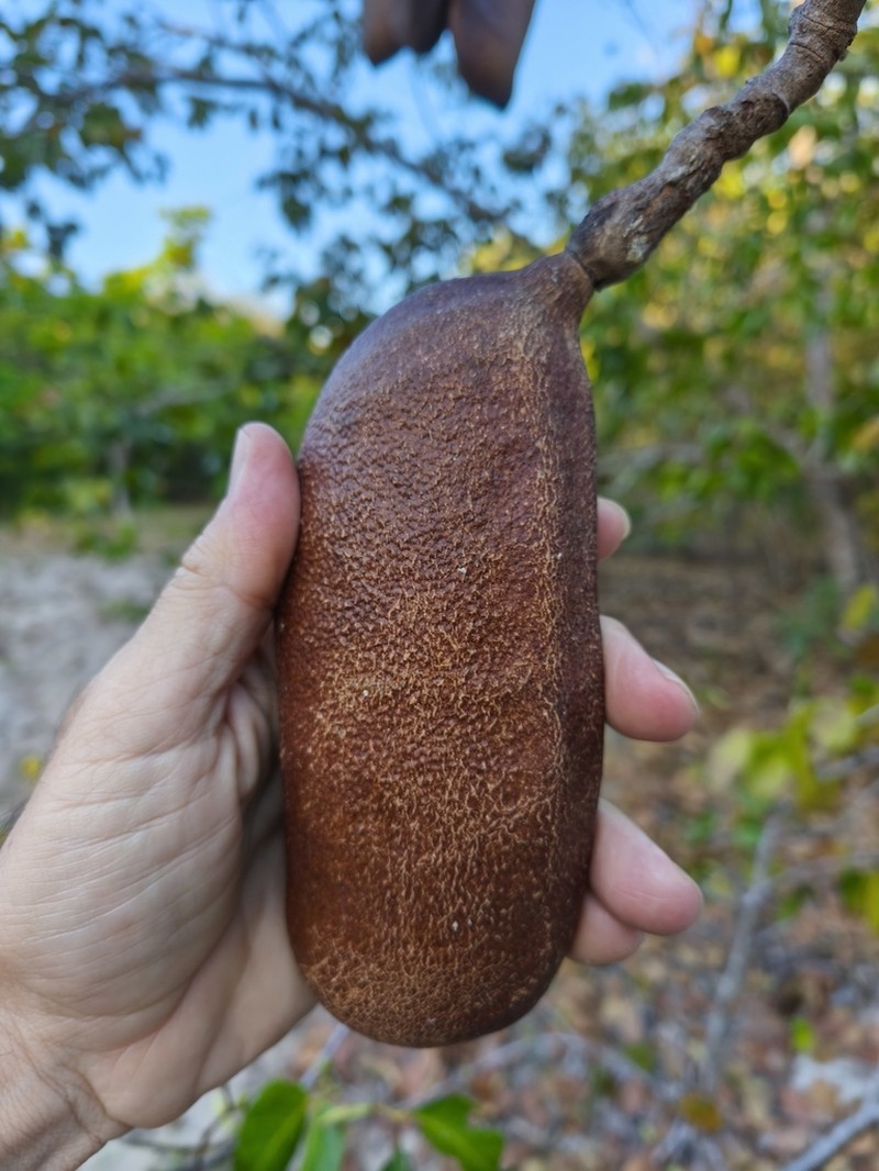 Hymenaea velutina