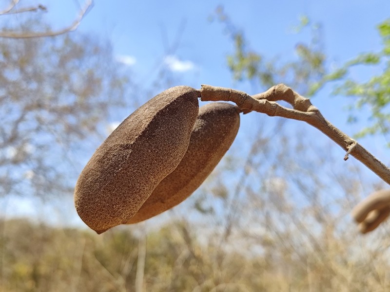 Hymenaea velutina photo 2