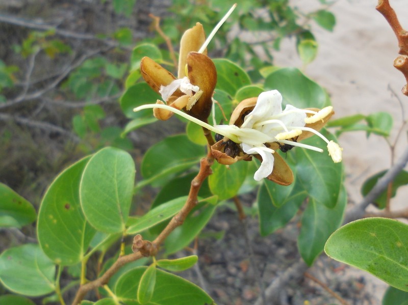 Hymenaea velutina photo 3