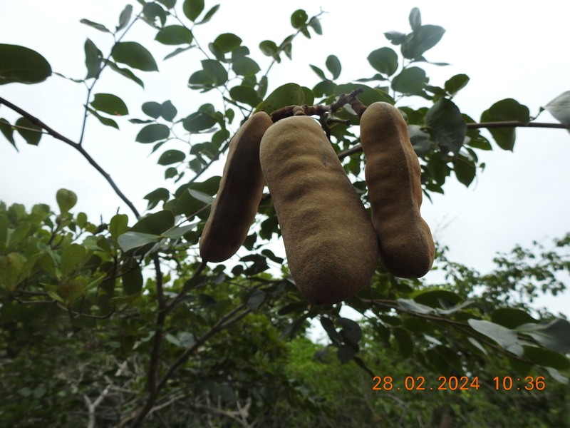 Hymenaea velutina photo 4