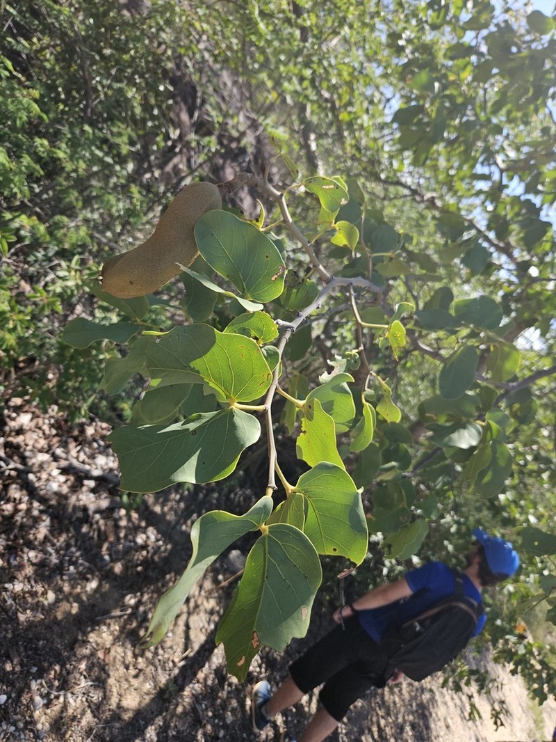 Hymenaea velutina photo 5