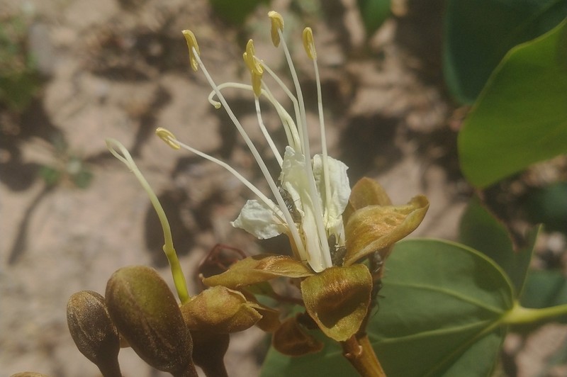 Hymenaea velutina photo 6