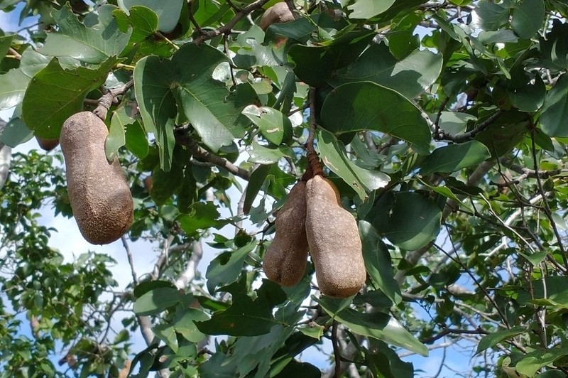 Hymenaea velutina photo 7