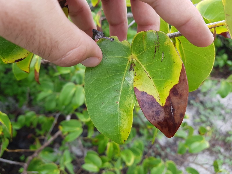Hymenaea velutina photo 8