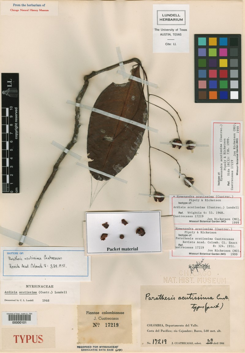 Hymenandra acutissima