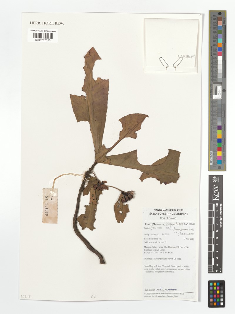 Hymenandra beamanii