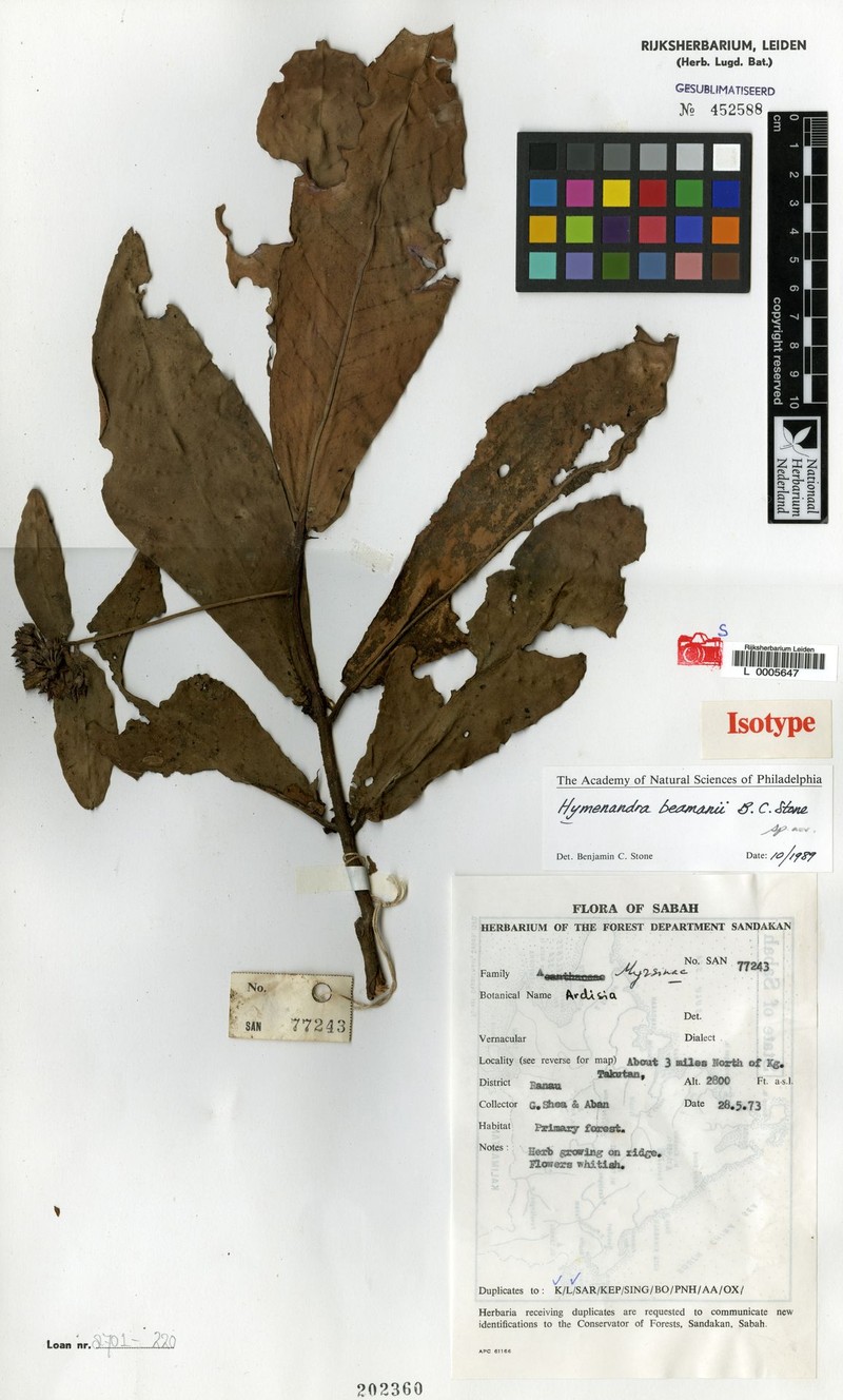 Hymenandra beamanii photo 2