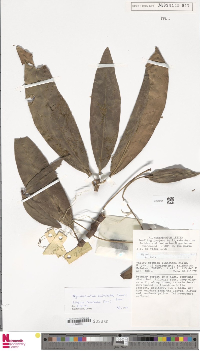 Hymenandra calcicola