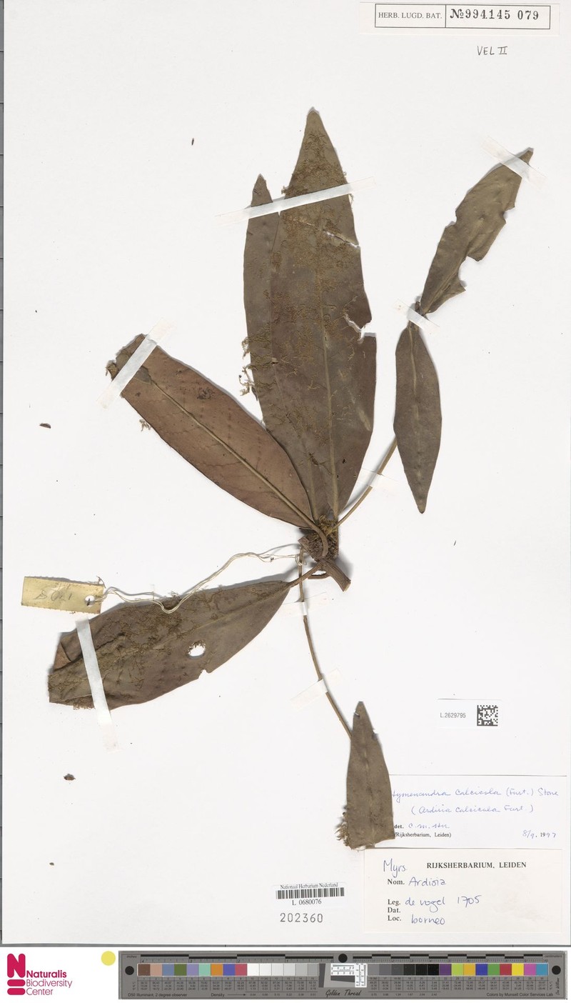 Hymenandra calcicola photo 2