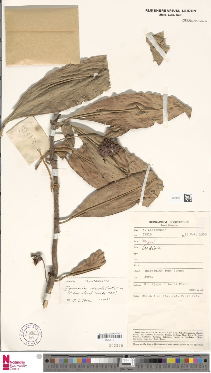 Hymenandra calcicola photo 3