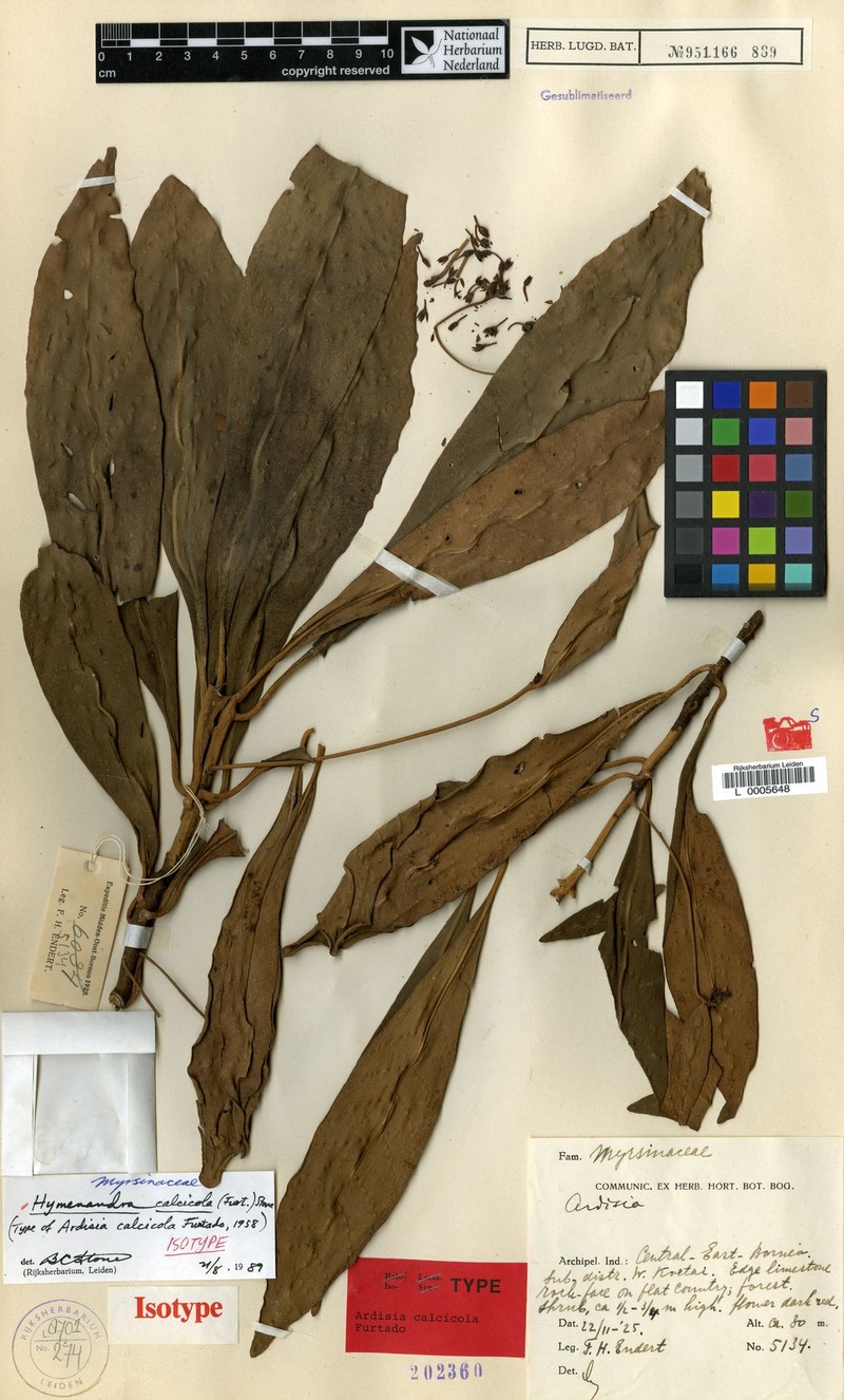 Hymenandra calcicola photo 4