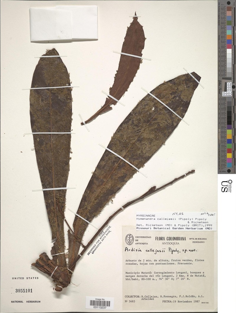 Hymenandra callejasii