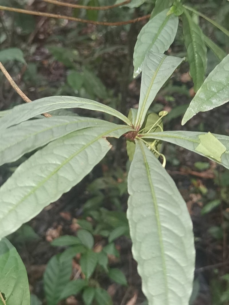 Hymenandra calycosa